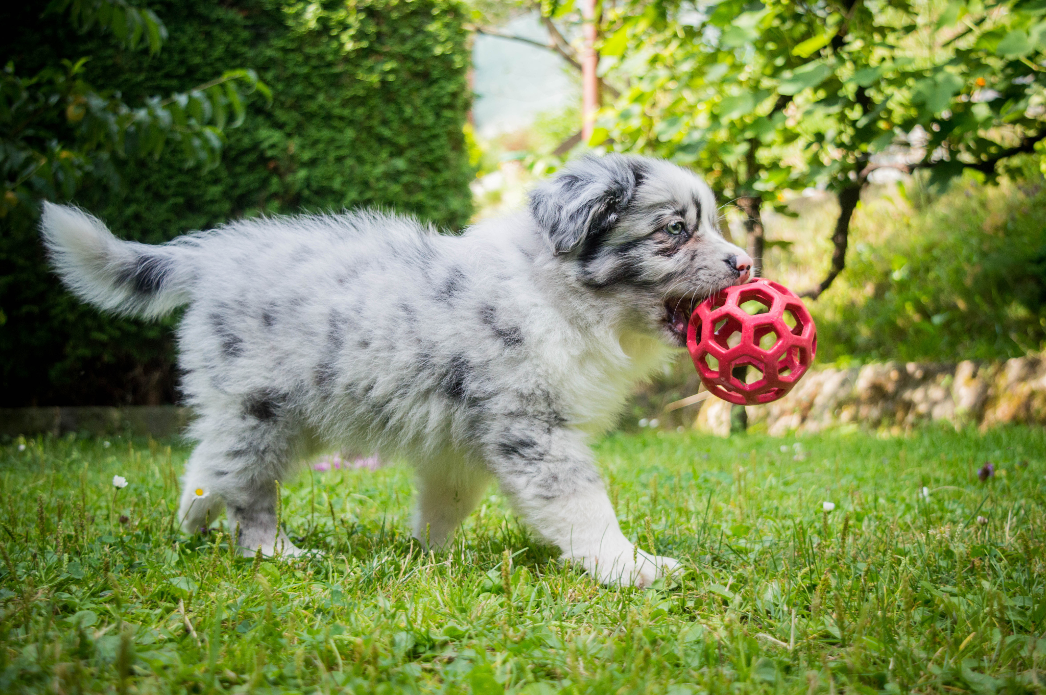 šteniatko s loptičkou